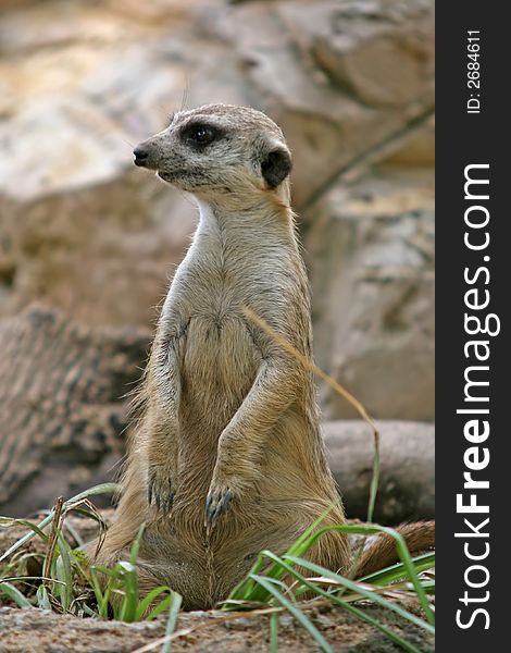 The meerkat or suricate is a small mammal and a member of the mongoose family