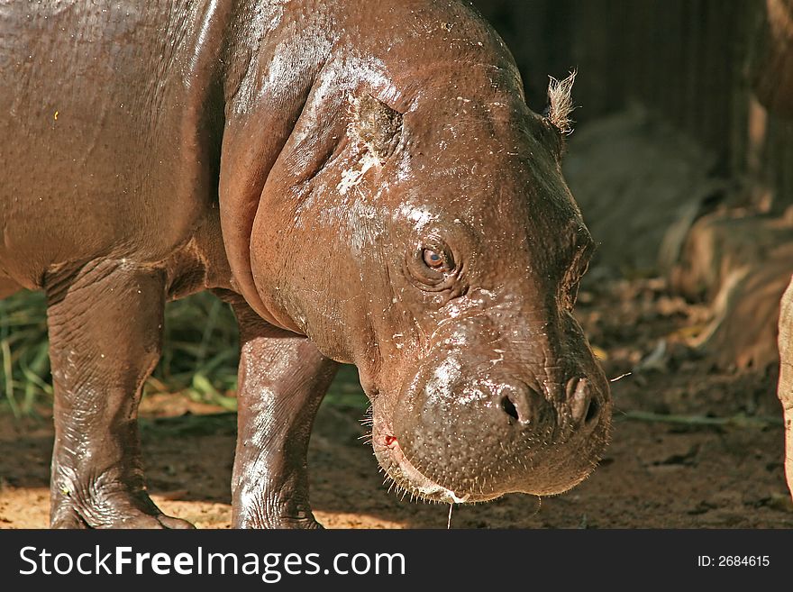 Close up of a small hippo (calf). Close up of a small hippo (calf)