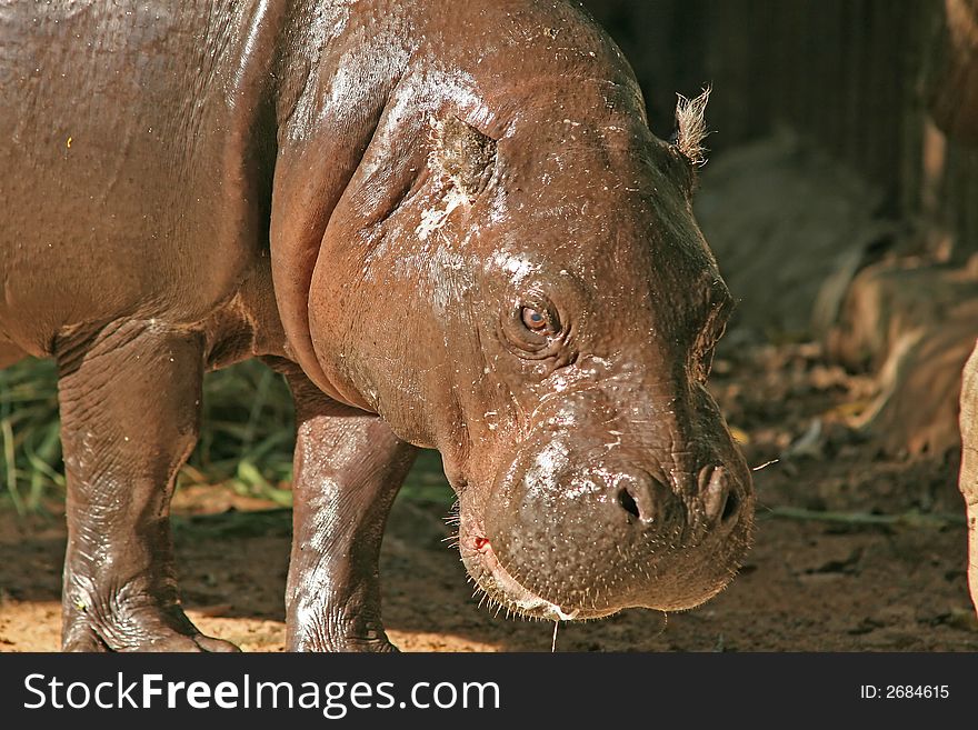 Hippopotamus