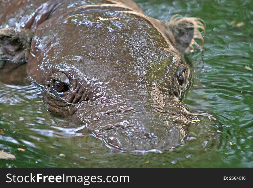 Close up of the head of a partly submerged hippopotamus