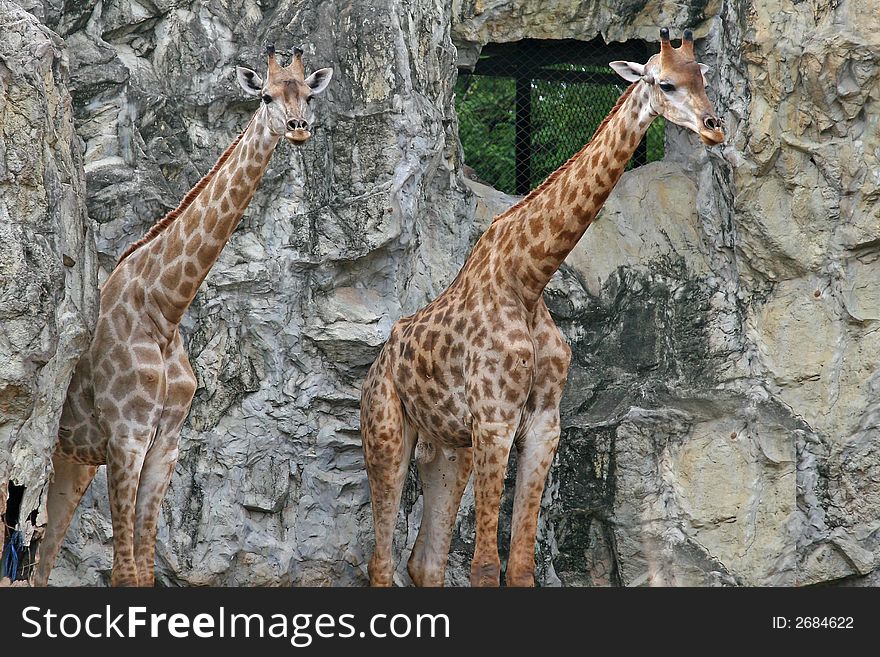 2 giraffe standing side by side, pictured in a zoo