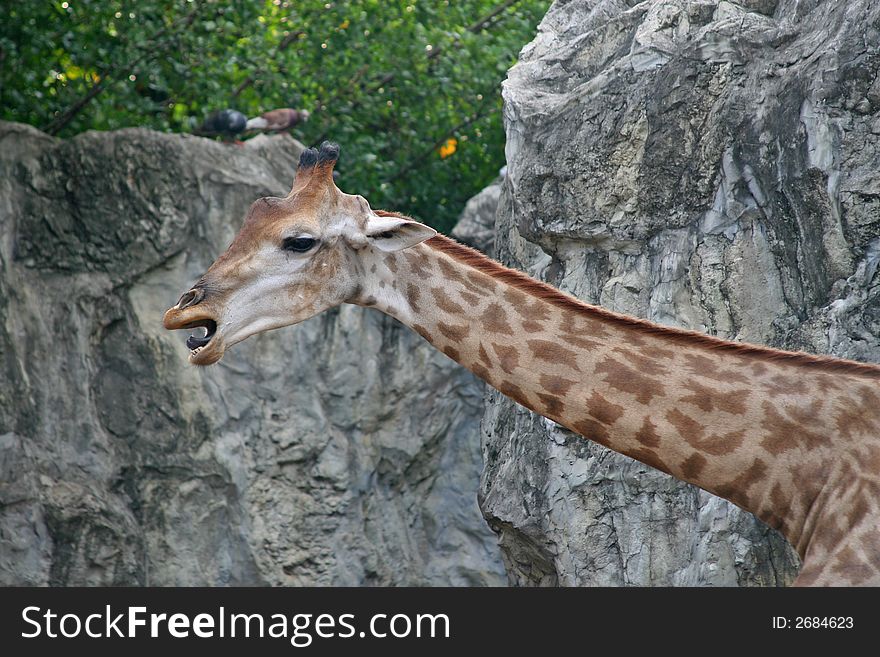 Close up of the head and neck of a giraffe