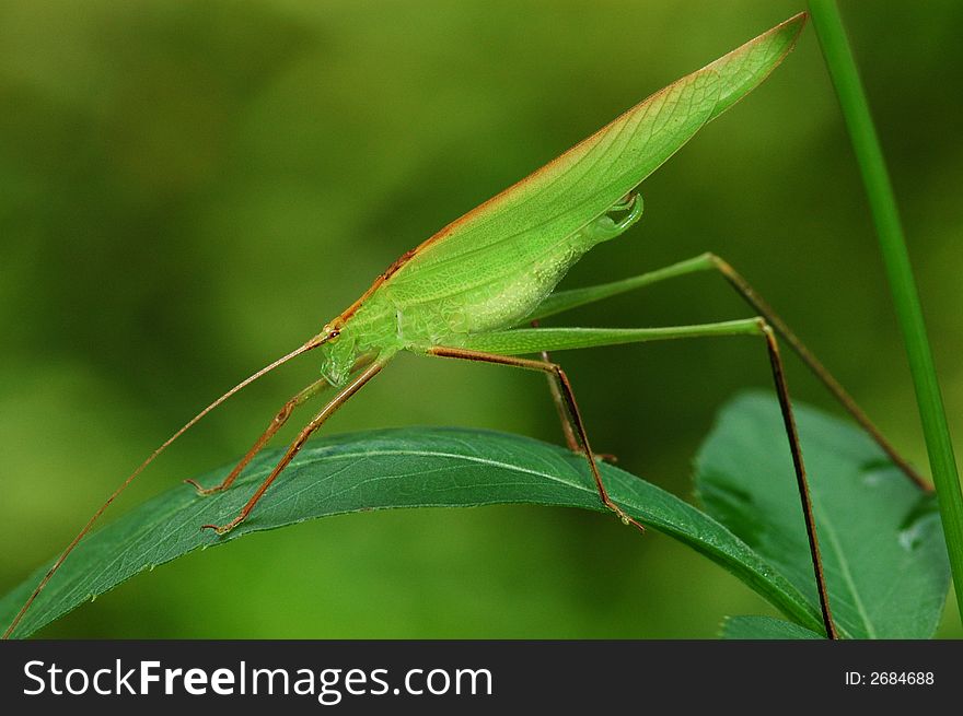 Tiny green color grasshopper