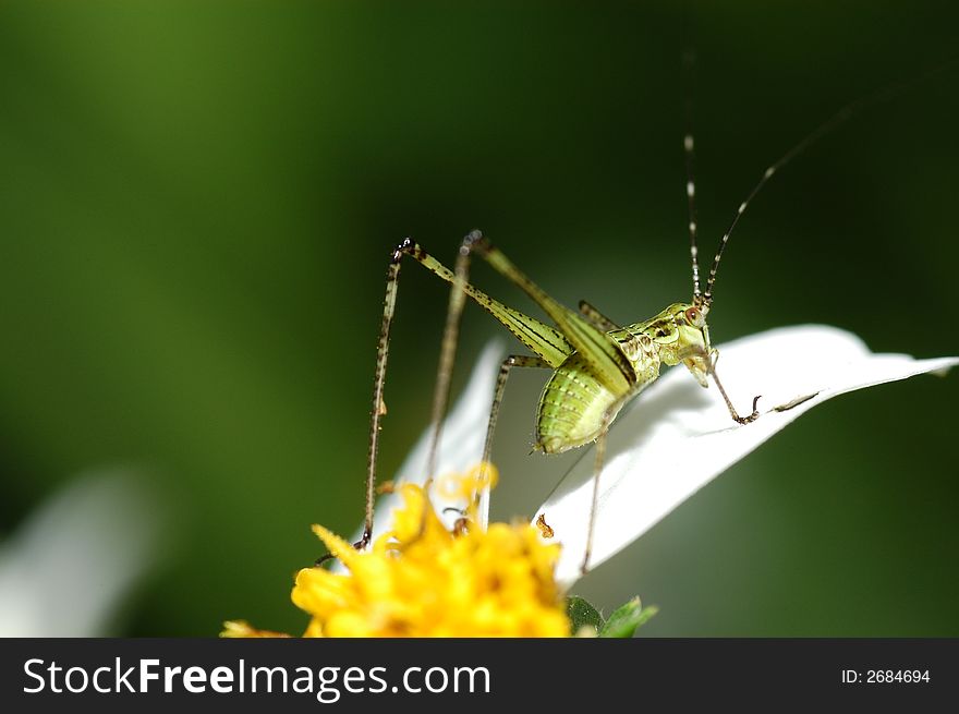 Tiny green color grasshopper in the gardens