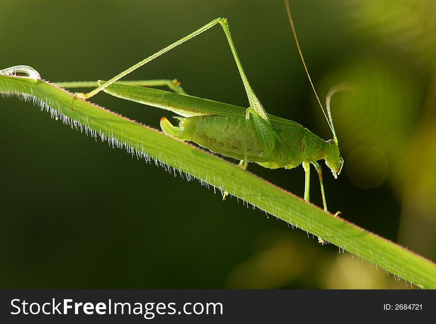 Tiny green color grasshopper in the gardens