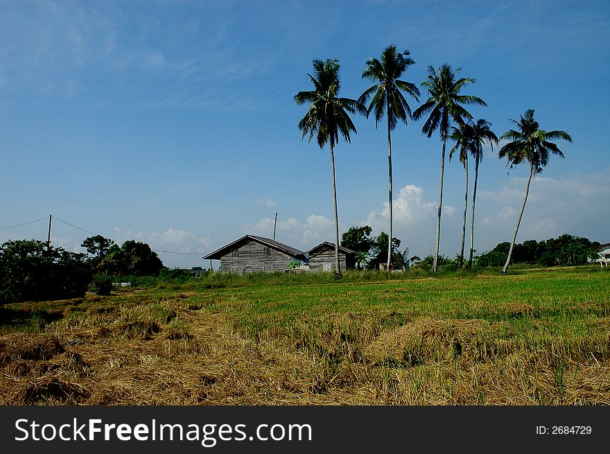 Farm house, paddy field and coconut trees at the countryside