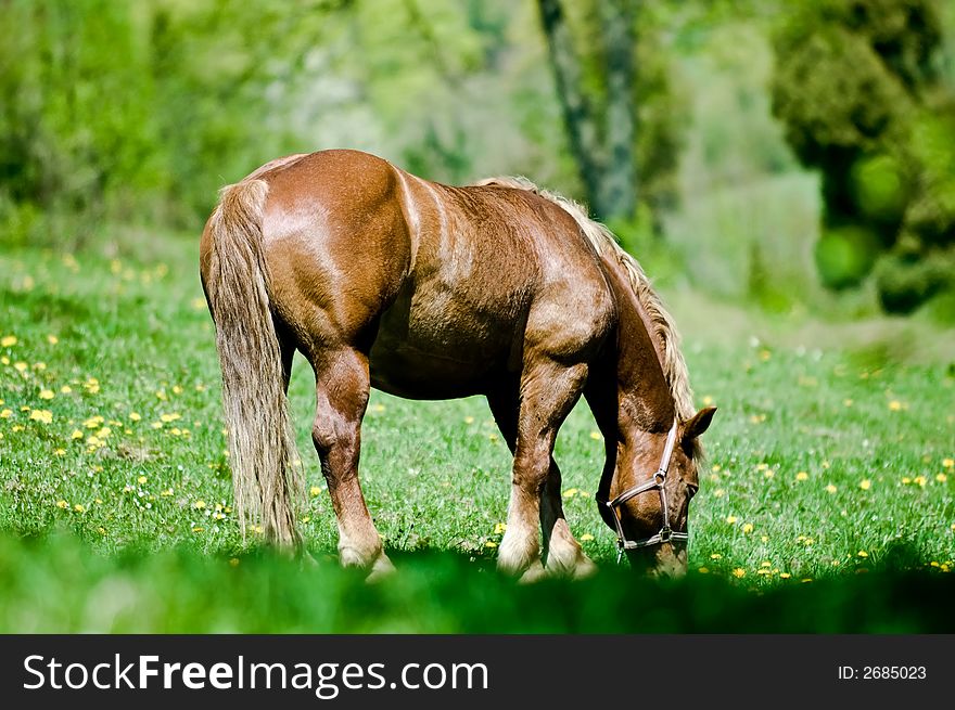 Horse at the meadow, grazing. From below.