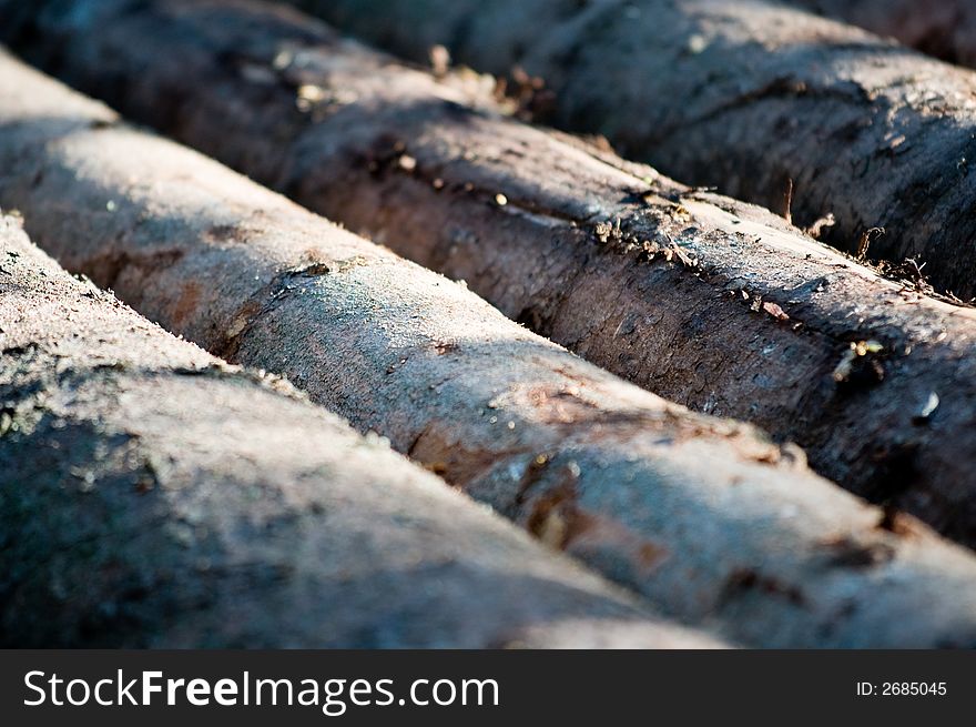 Piles of tree, chained, laying down at the sunset. Piles of tree, chained, laying down at the sunset