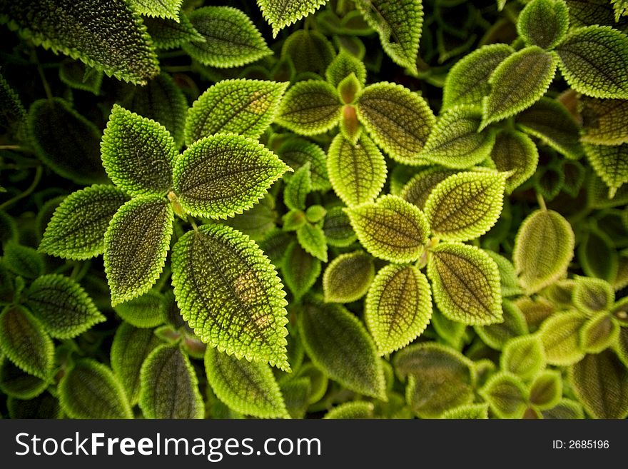 A green variegated Coleus plant. A green variegated Coleus plant