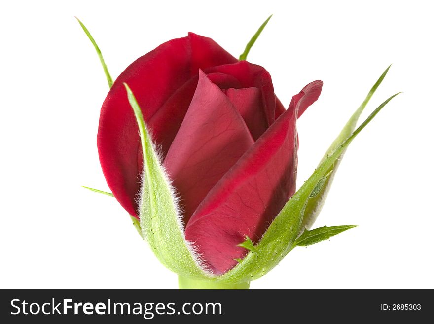 Beautiful red rose isolated on white background. Beautiful red rose isolated on white background