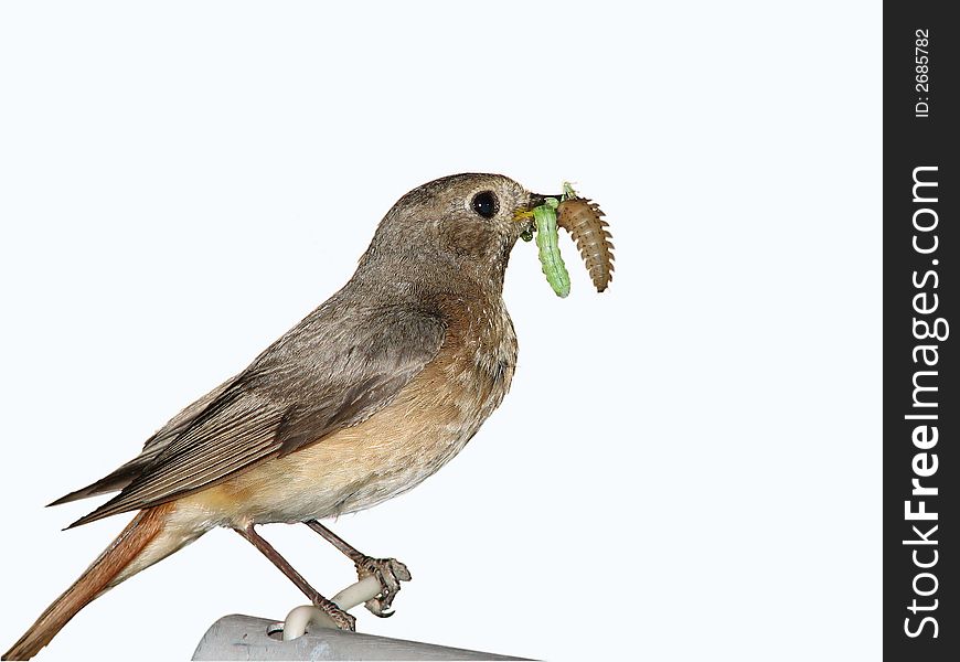 The small birdy extracts insects for feeding nestlings. The isolated image. The small birdy extracts insects for feeding nestlings. The isolated image