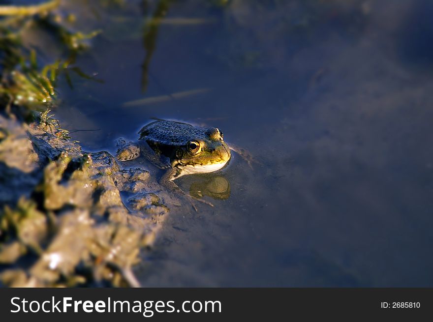 Nice green frog in the water