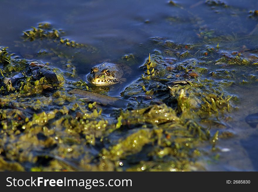 Nice green frog in the water