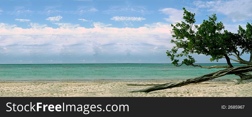 Beach with twisted tree