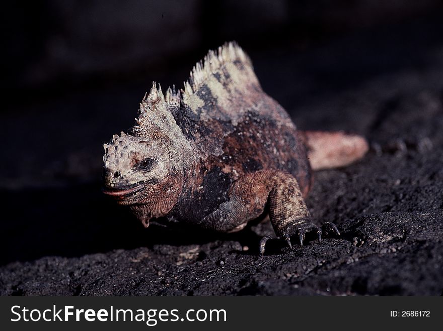 Marine Iguana, James Island, Galapagos, Ecuador