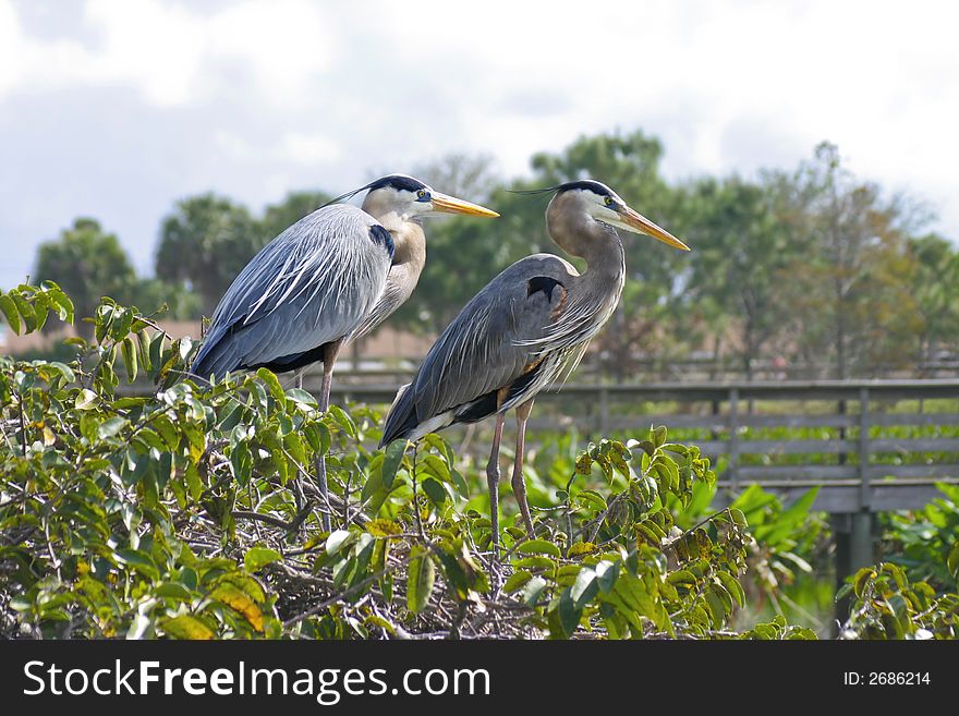 Male and female blue herons on a nest. Male and female blue herons on a nest