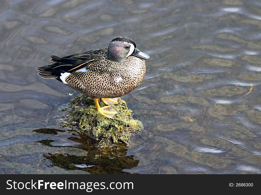 Blue wing teal duck sitting on a rock in the middle of a pond