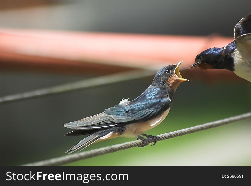 The swallow ma and her greedy child. The swallow ma and her greedy child