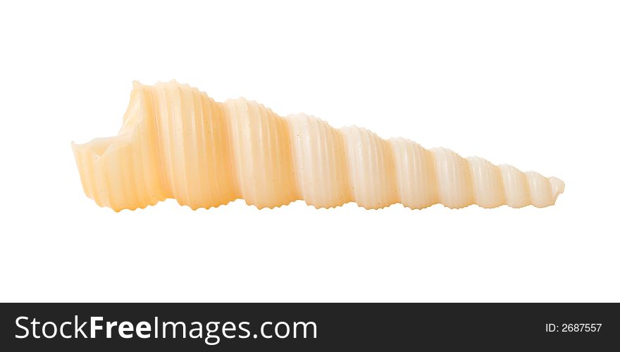 A spiral seashell (Turret Shell) isolated on white. A spiral seashell (Turret Shell) isolated on white.