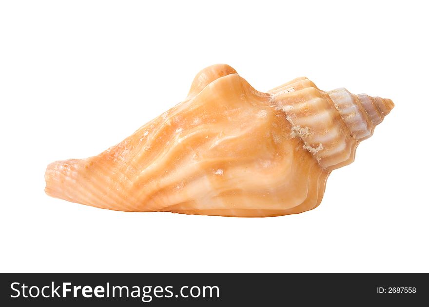 Seashell Isolated