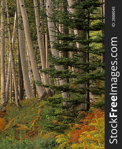 Pine Forest in the White Mountains of New Hampshire. Pine Forest in the White Mountains of New Hampshire