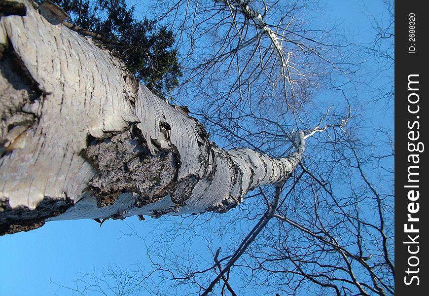 The view on the tree of the birch from below