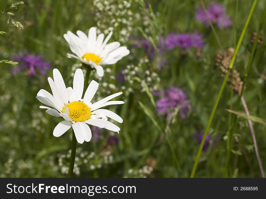 Wild flowers in nature like daisy and others. Wild flowers in nature like daisy and others