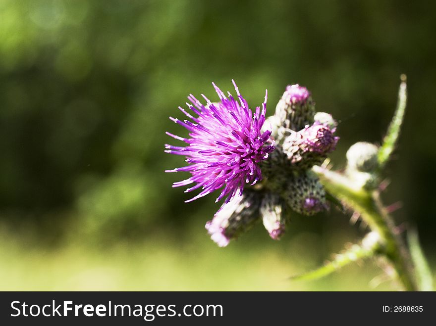 Purple prickly thistle in nature as wild flower