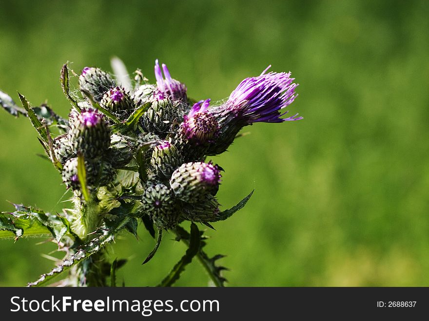 Purple prickly thistle in nature as wild flower