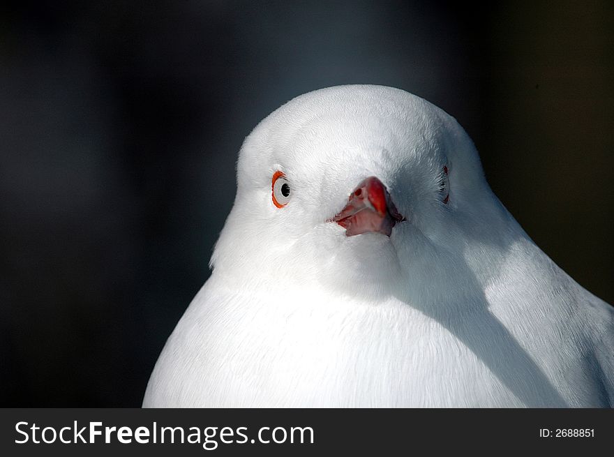 An unusual portrait of a white seagull. An unusual portrait of a white seagull.