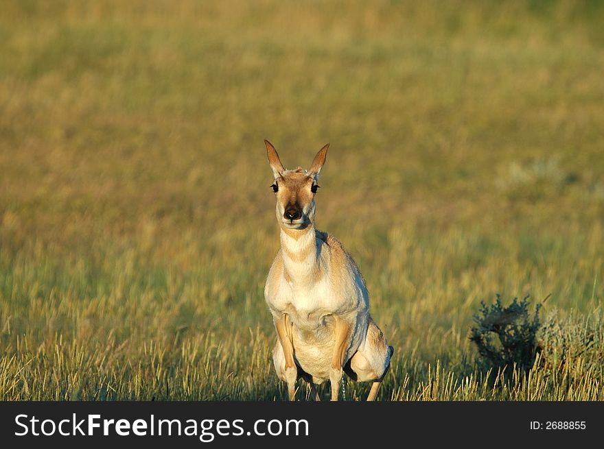 A pronghorn marks the area by leaving urine in various locations. A pronghorn marks the area by leaving urine in various locations.