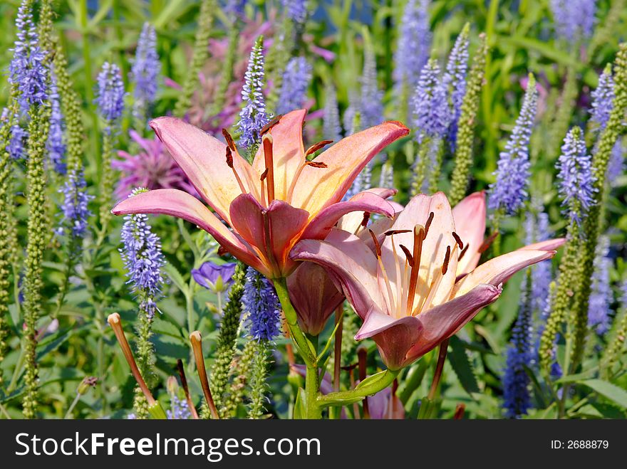 Beautiful asiatic daylily called First Lady. Beautiful asiatic daylily called First Lady.