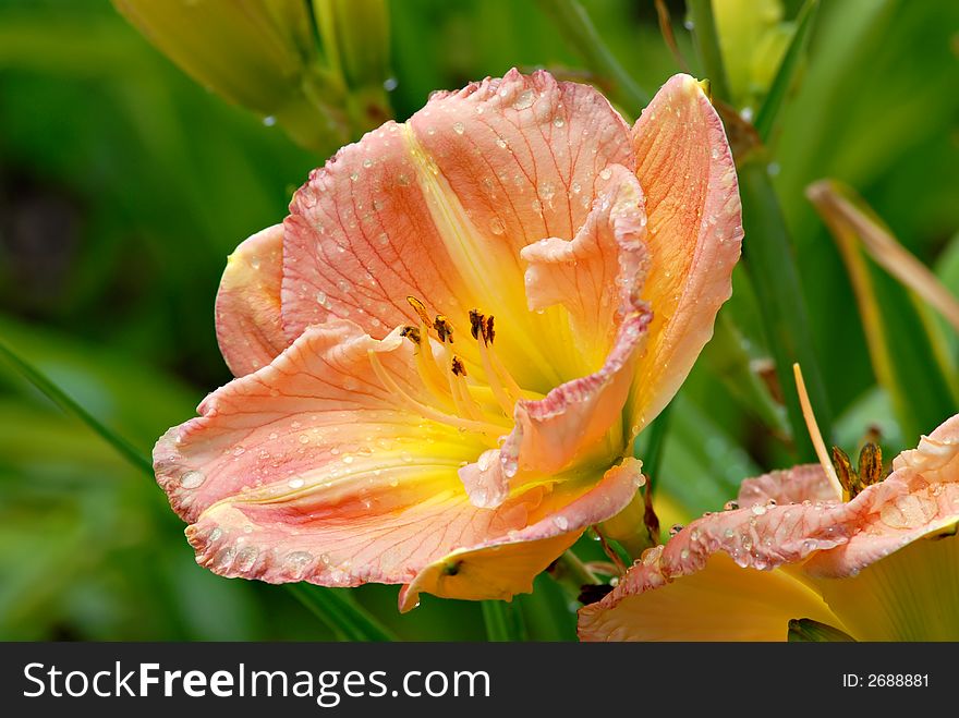 Beverly Ann a beautiful daylily. Beverly Ann a beautiful daylily.