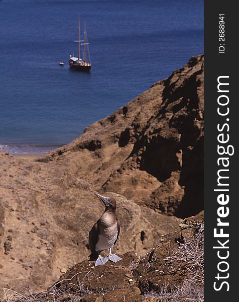 Blue-footed Booby with sailboat, San Cristobal Island, Galapagos, Ecuador