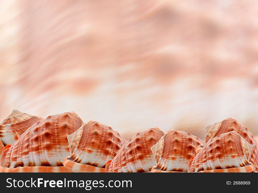 A beautiful background border of seashells with plenty of room for copyspace. A beautiful background border of seashells with plenty of room for copyspace.