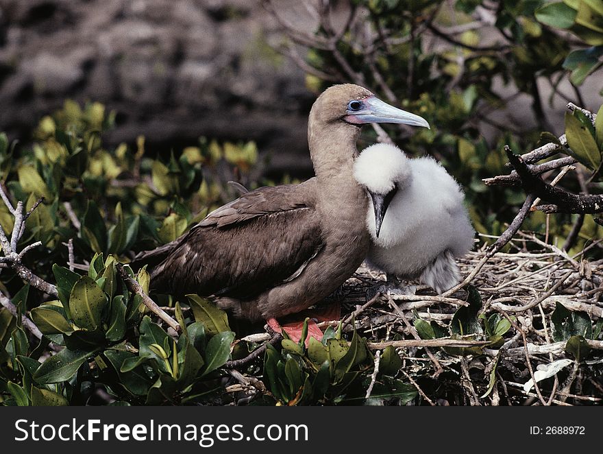 Brown-phase Red-footed Booby with baby (2), Tower Island, Galapagos, Ecuador. Brown-phase Red-footed Booby with baby (2), Tower Island, Galapagos, Ecuador