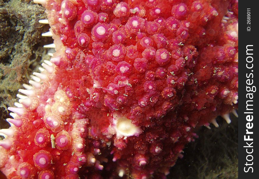 Extreme closeup of red banded starfish in low tide tidepool