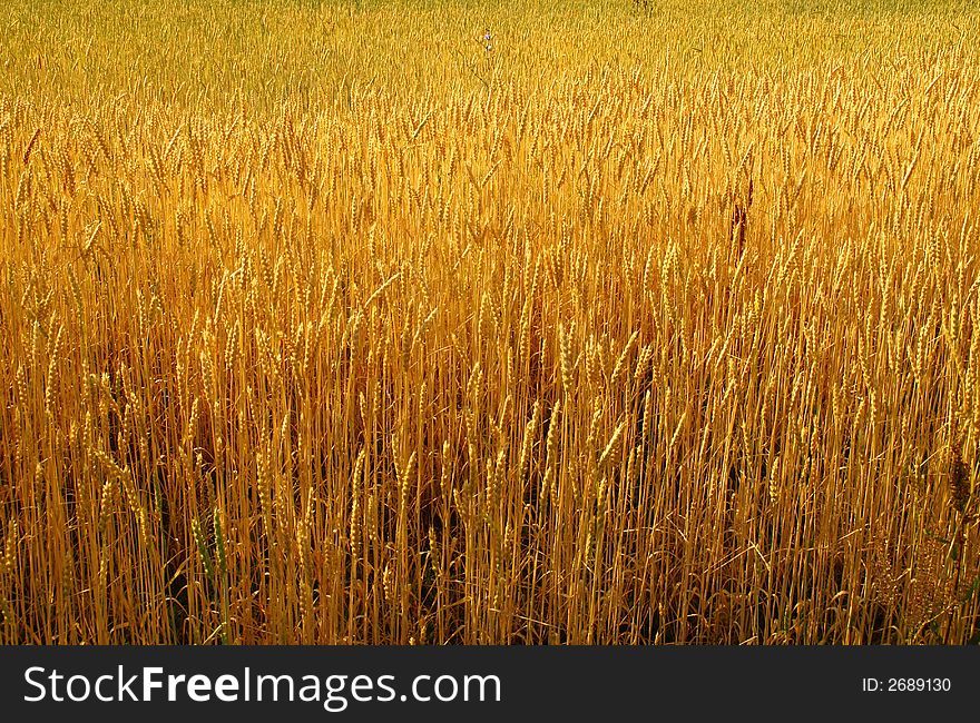 Photo of wheat ready to harvest. Photo of wheat ready to harvest