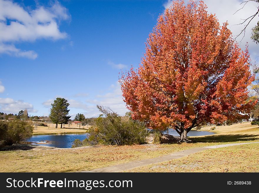 A large Liquid Amber tree with red autumn foliage next to a lake. A large Liquid Amber tree with red autumn foliage next to a lake.