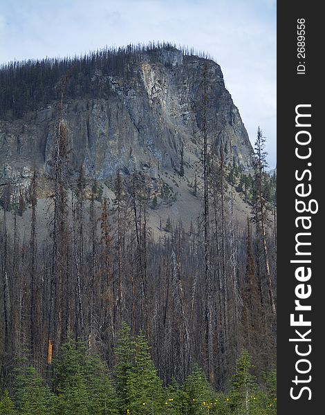 Trees and forest plants beginning to regrow a few years following a massive forest fire in the BC Rocky Mountains. Trees and forest plants beginning to regrow a few years following a massive forest fire in the BC Rocky Mountains.