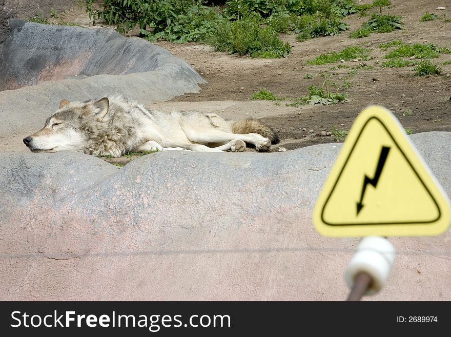 The wolf lying in the zoo