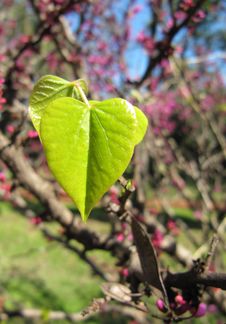 Young Green Leaves Of A Lilac In The Form Of Heart Royalty Free Stock Photo Young Green Leaves Of A Lilac In The Form Of Heart Royalty Free Stock Photo
