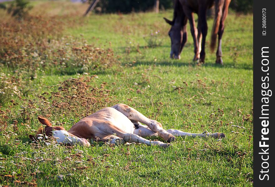 Foal lying on summer pasture. Foal lying on summer pasture