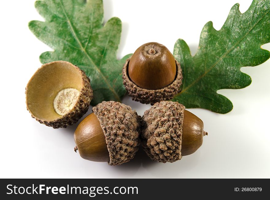 Closeup shot of some acorns and oak leaf