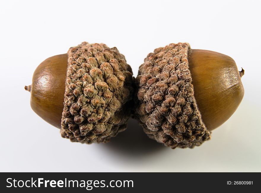 Closeup shot of two acorns isolated on white background