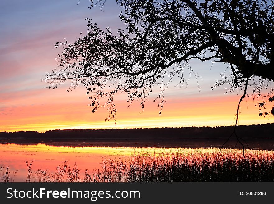 Closeup of big tree near lake against beautiful sunset. Closeup of big tree near lake against beautiful sunset