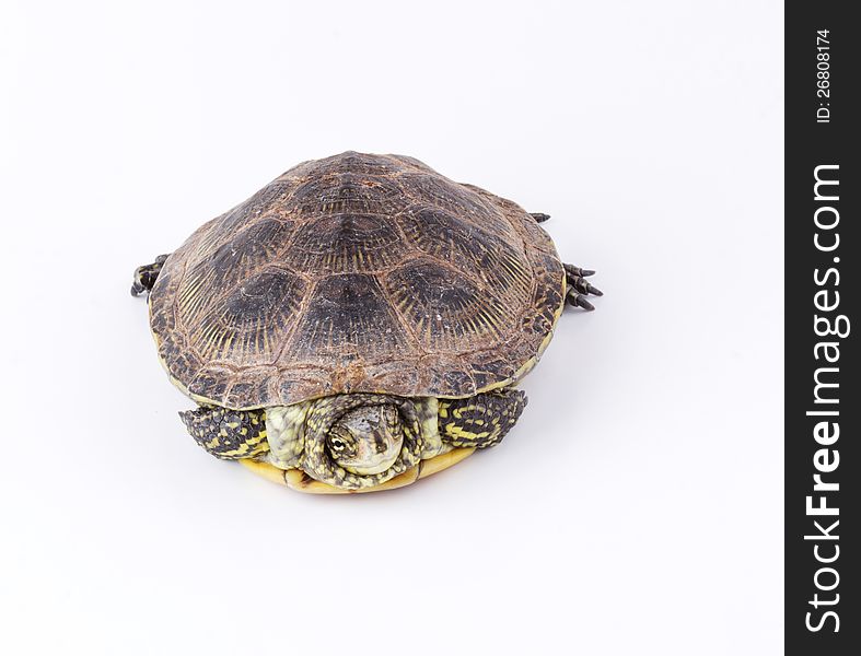 Turtle hiding in shell isolated on white background. Turtle hiding in shell isolated on white background