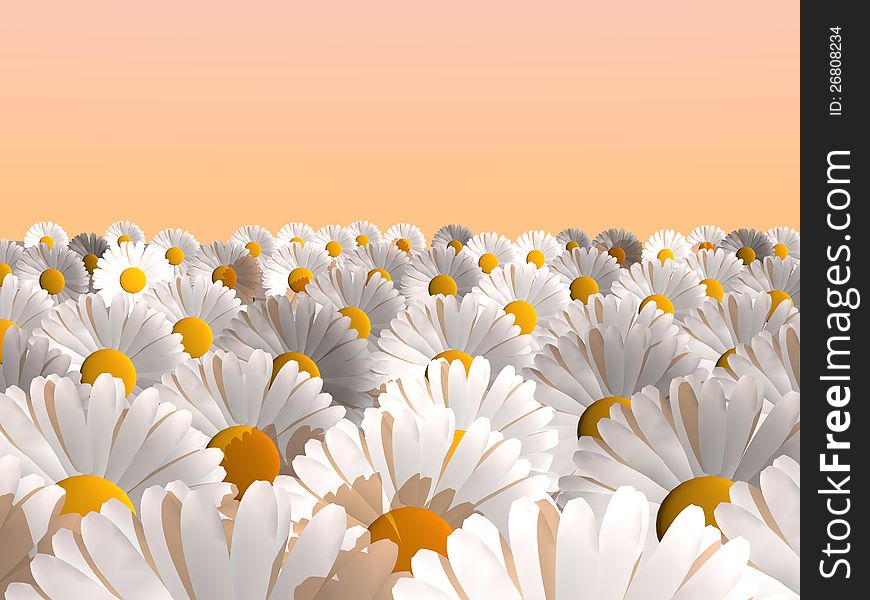 Daisies