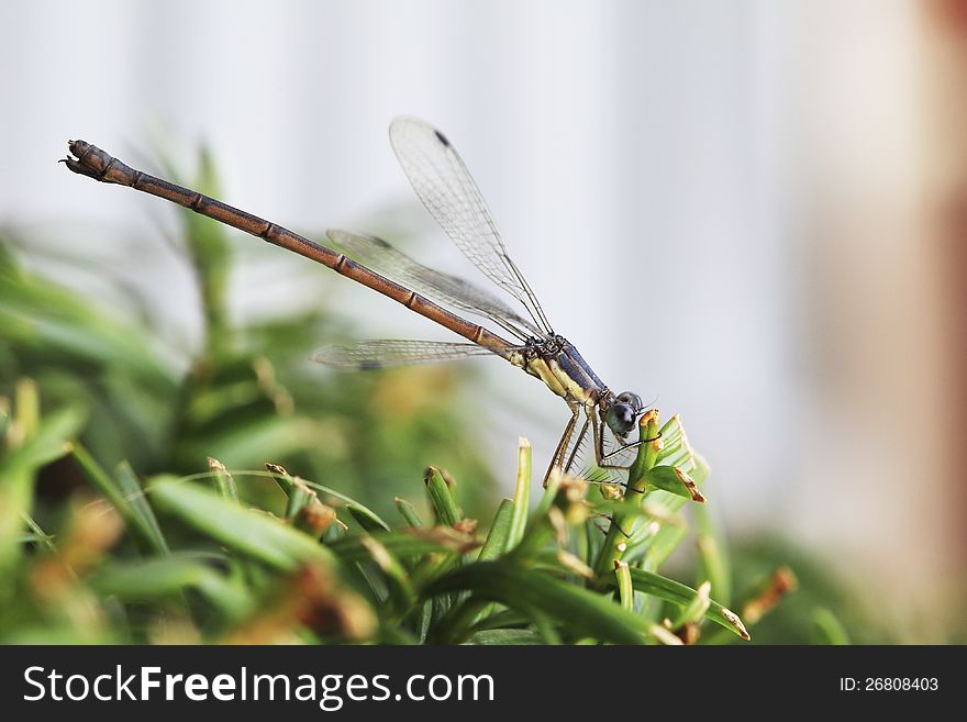 A damsel dragonfly is resting on the leaves.
