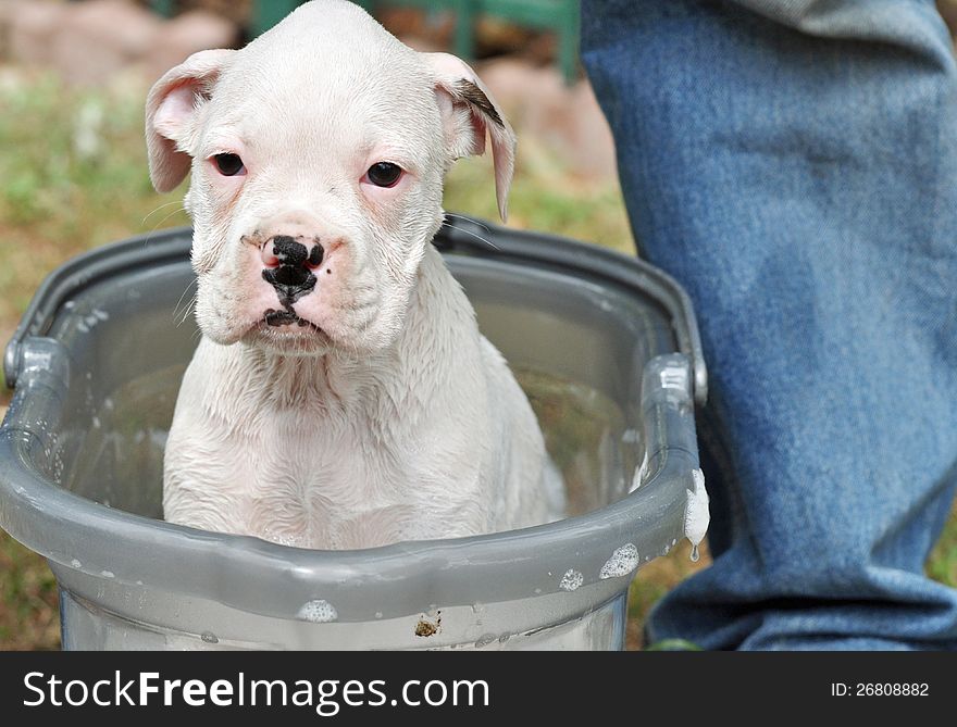 Purebred White Boxer puppy having a bath in a bucket of shampoo and bubbles but not very happy about it at all. Purebred White Boxer puppy having a bath in a bucket of shampoo and bubbles but not very happy about it at all.